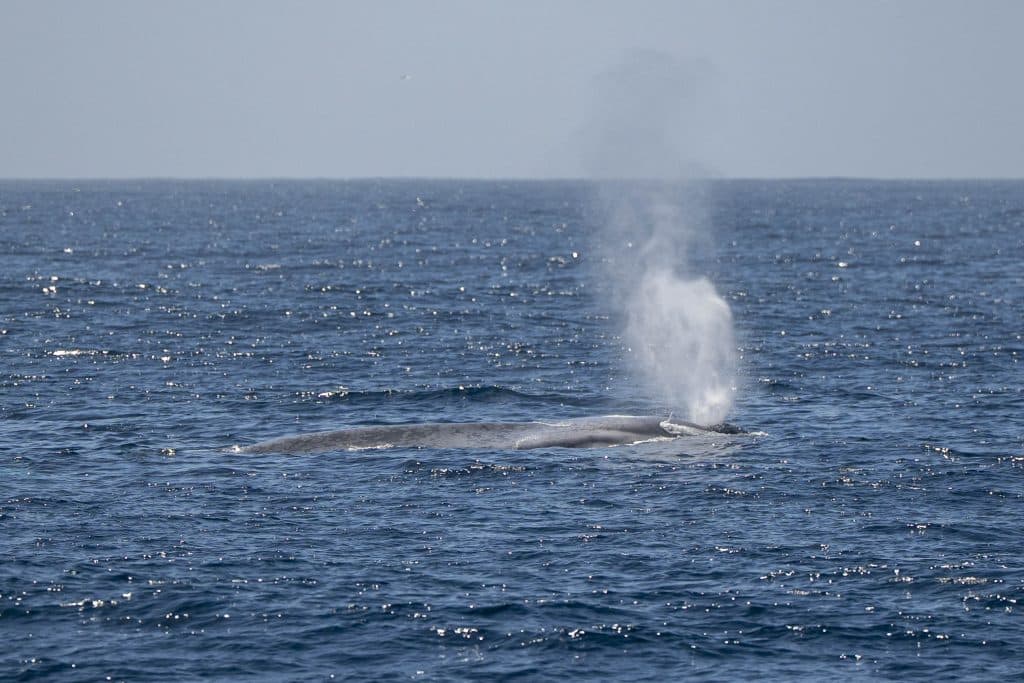 20250616 DSC0586 | San Diego Whale Watch 1
