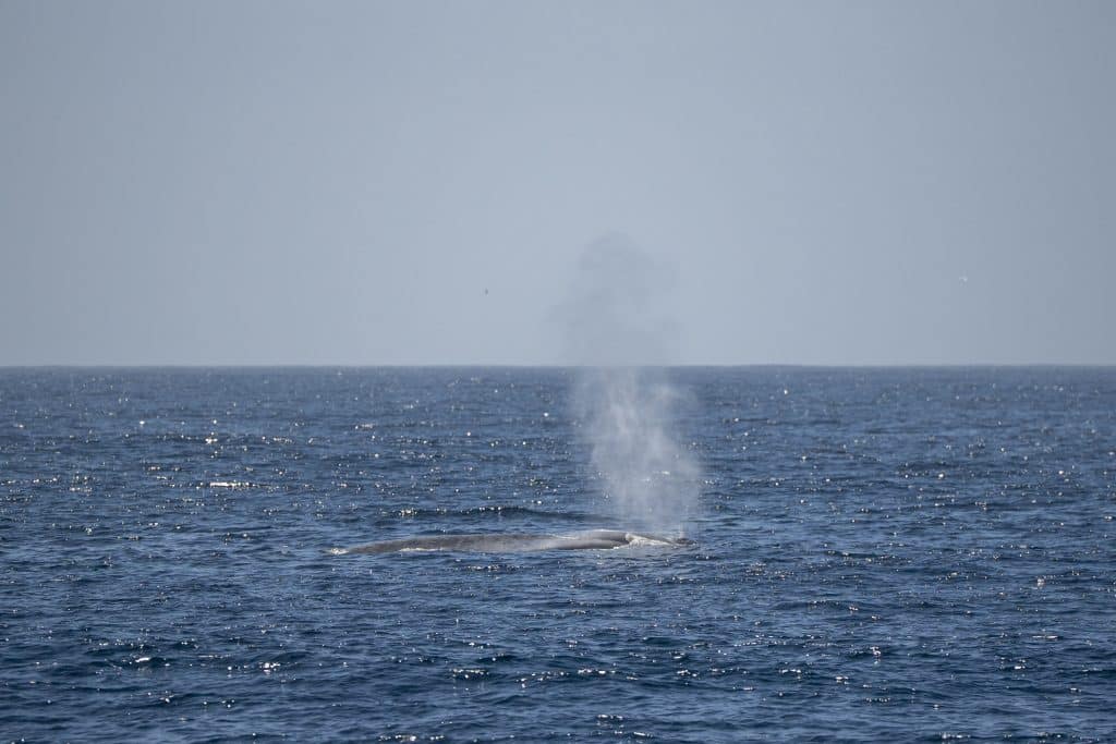 20250616 DSC0587 | San Diego Whale Watch 3