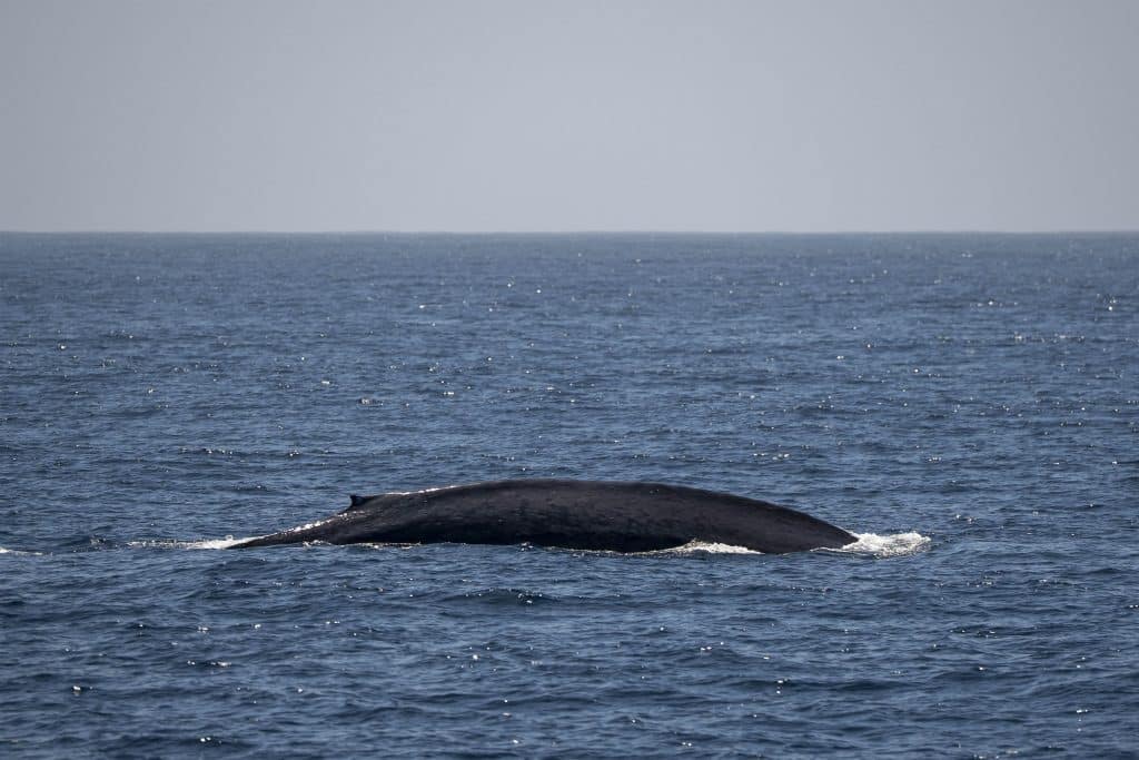 20250616 DSC0598 | San Diego Whale Watch 5