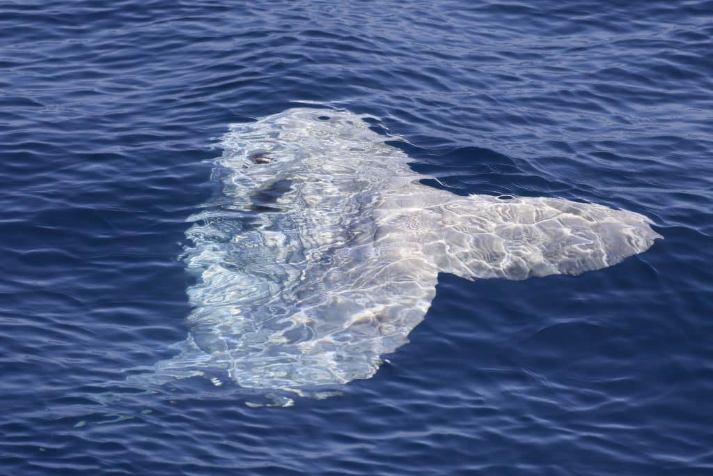 20250617 0K2A6955 | San Diego Whale Watch 29