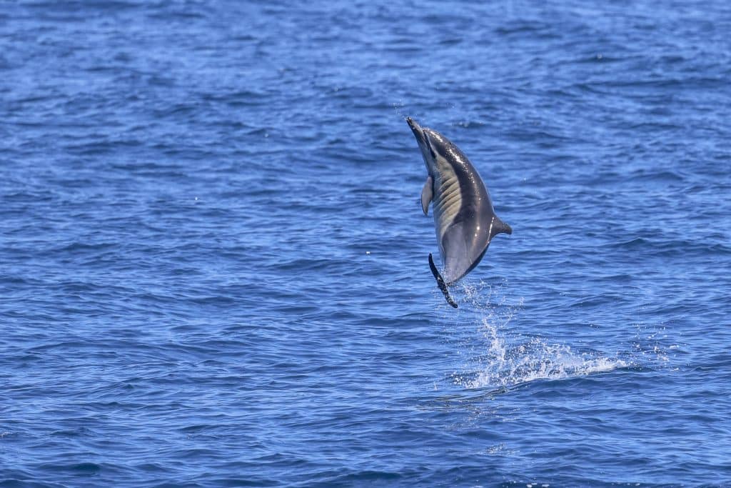 20250617 0K2A6983 | San Diego Whale Watch 33