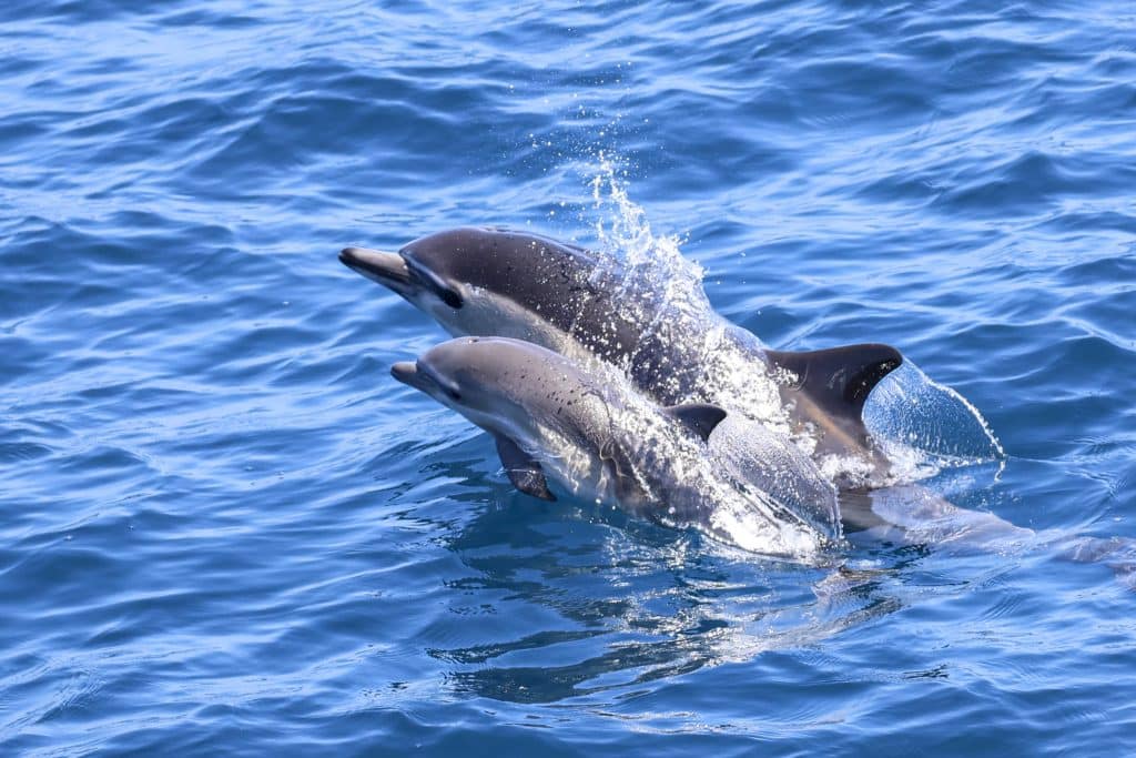 20250617 0K2A6992 | San Diego Whale Watch 25