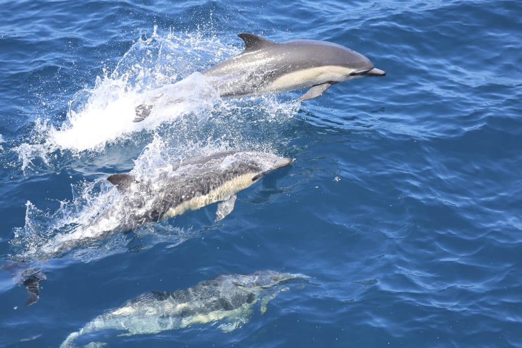 20250617 0K2A7004 | San Diego Whale Watch 35