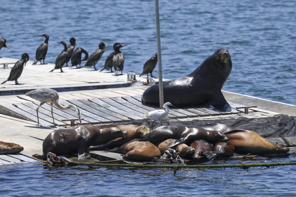 20250617 0K2A7071 | San Diego Whale Watch 39