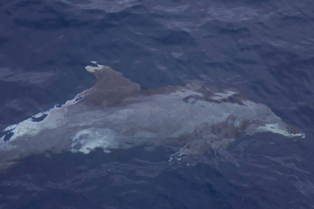 20250620 0K2A9812 | San Diego Whale Watch 3