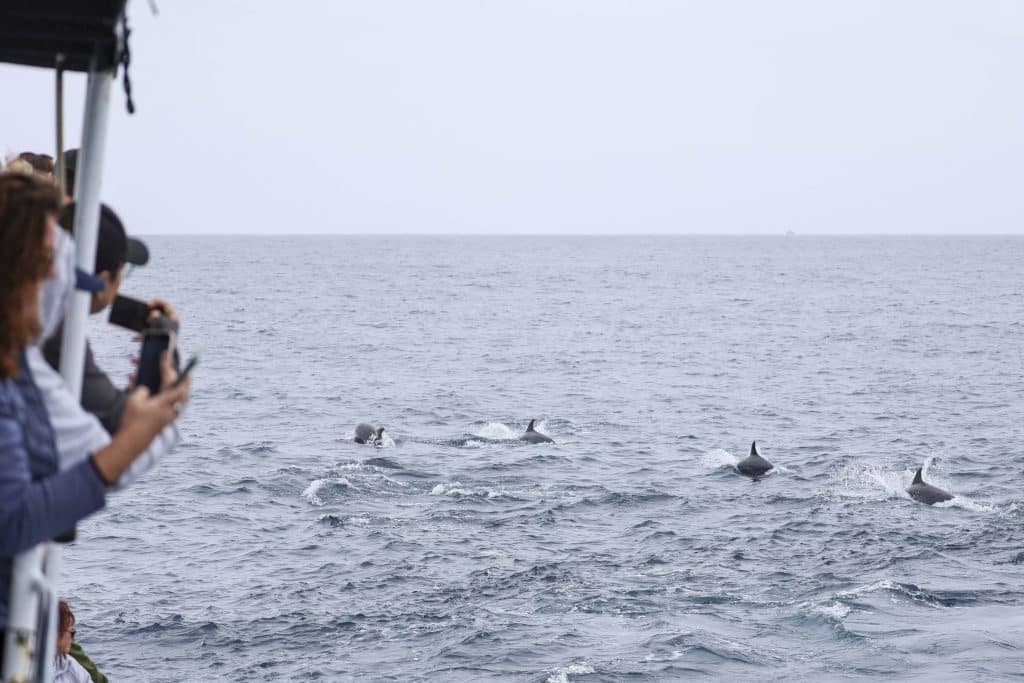 20250620 0K2A9864 | San Diego Whale Watch 5