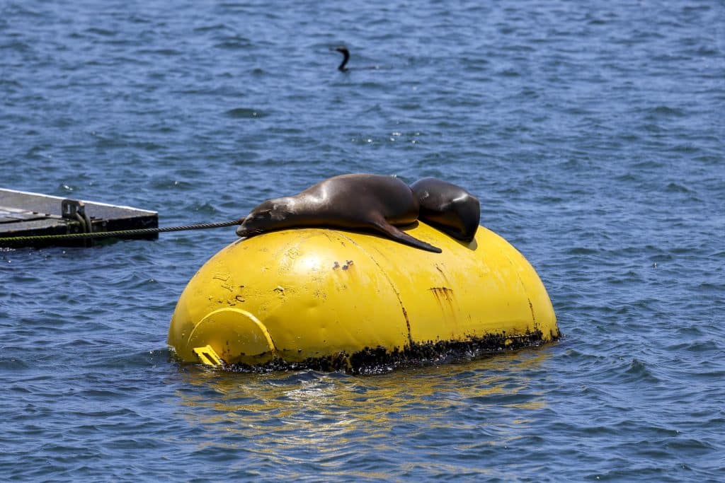 20250620 0K2A9885 | San Diego Whale Watch 9