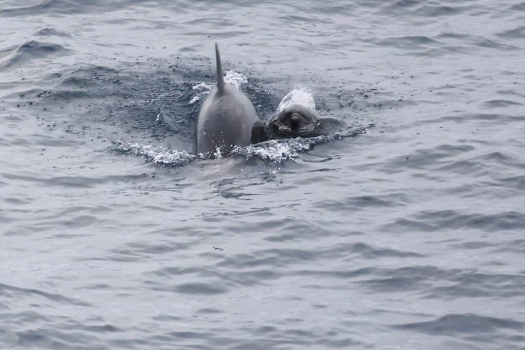 20250620 0K2A9969 | San Diego Whale Watch 7