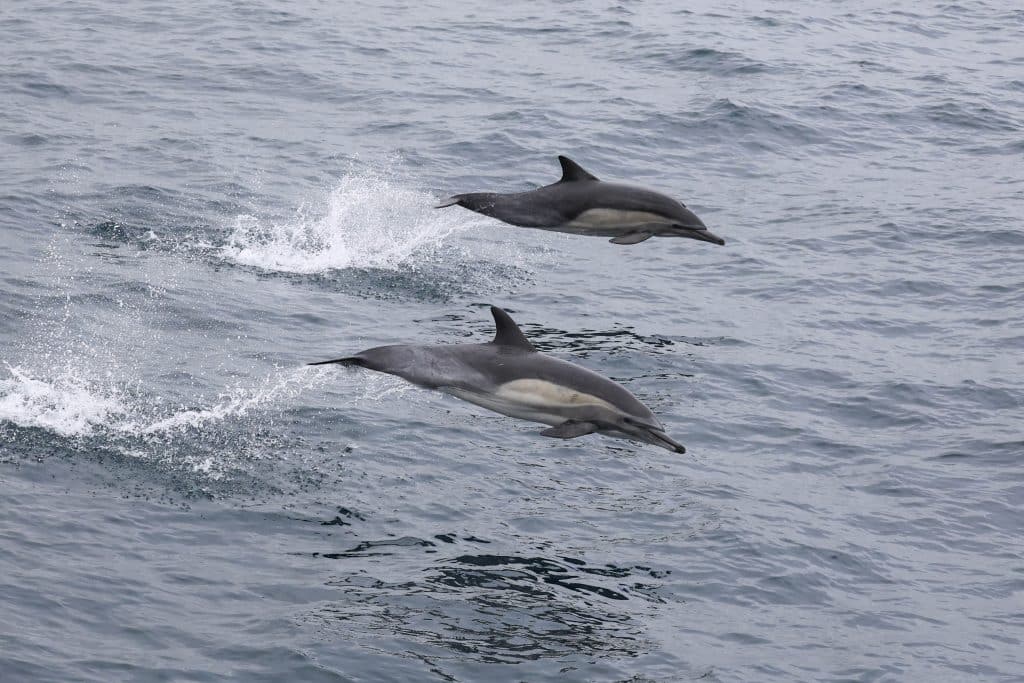 20250621 0K2A0157 | San Diego Whale Watch 20