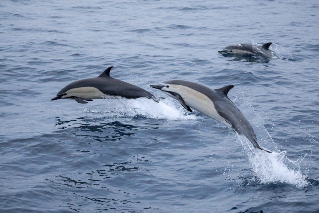20250621 0K2A0668 | San Diego Whale Watch 16