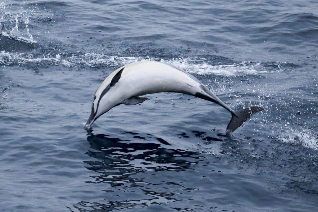20250621 0K2A0674 | San Diego Whale Watch 18