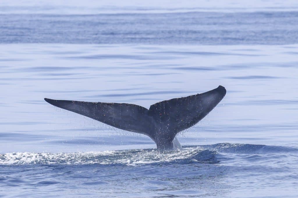 20250624 0K2A3604 | San Diego Whale Watch 1