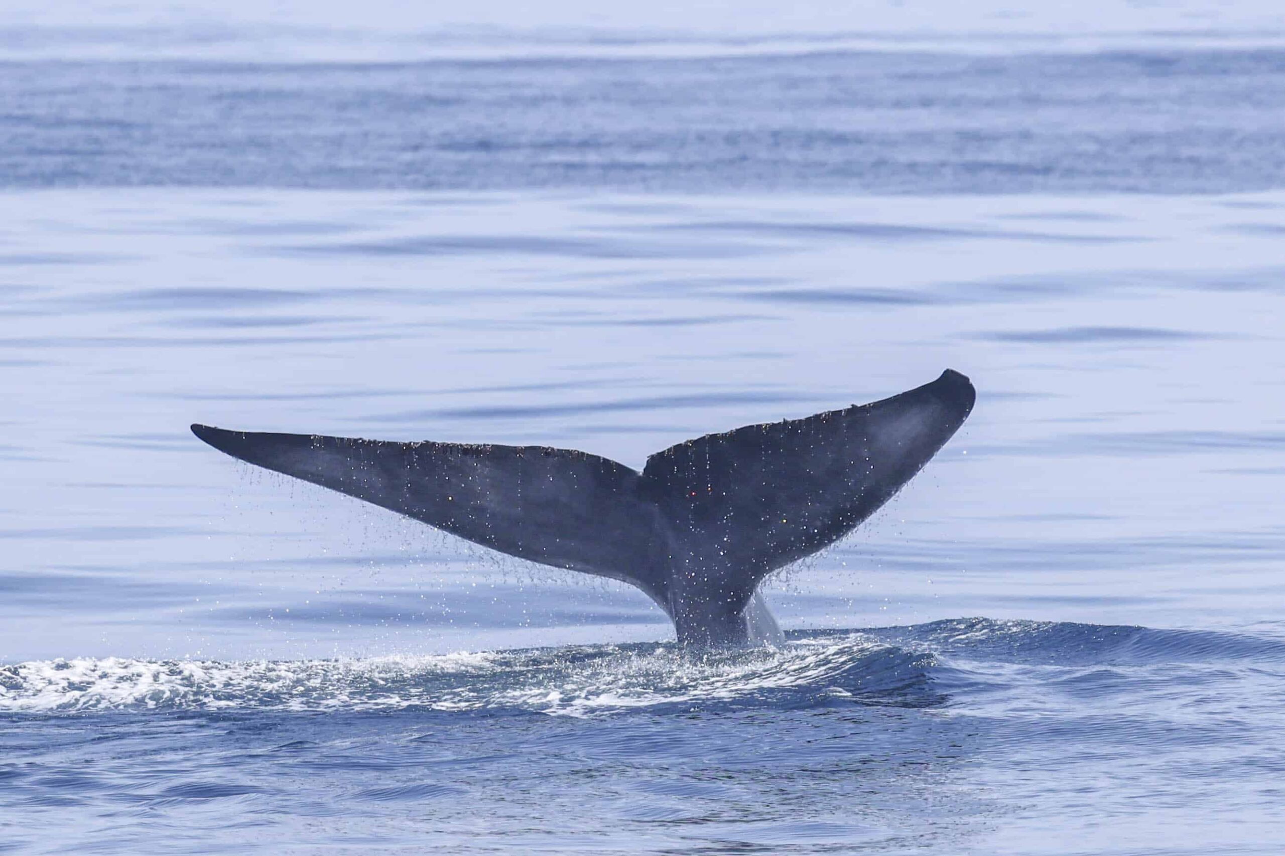 San Deigo Whale Watch spots earth's largest animal, the Blue whale, off the coast of San Diego