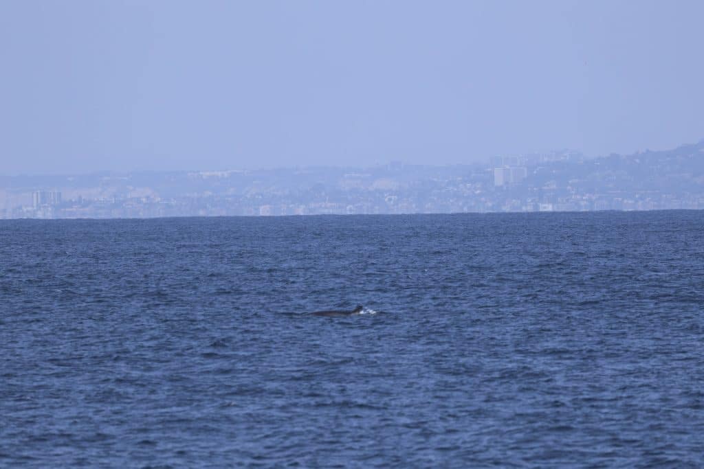 20250624 0K2A4341 | San Diego Whale Watch 7