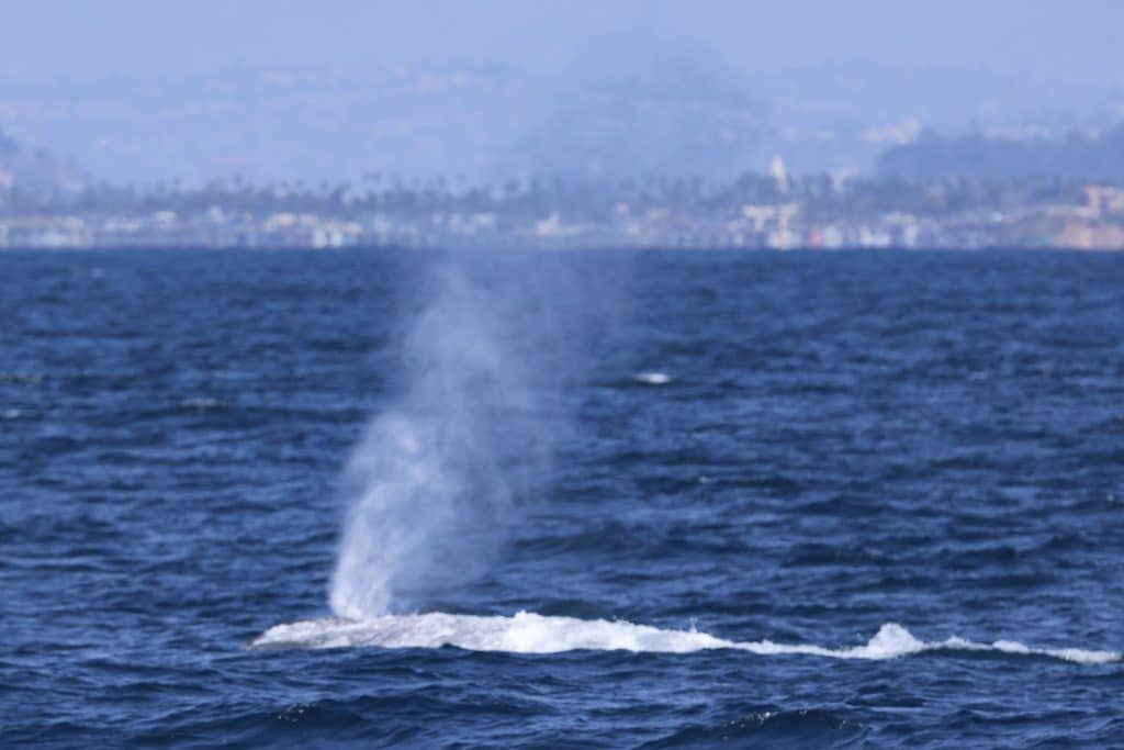 20250625 0K2A4502 | San Diego Whale Watch 13
