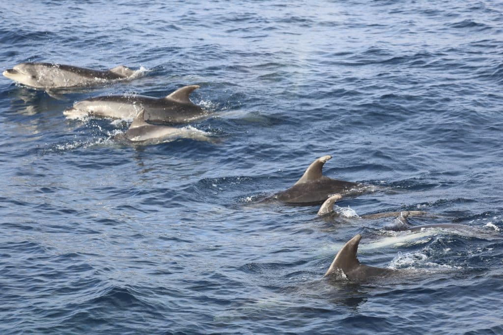 20250625 0K2A4640 1 | San Diego Whale Watch 19