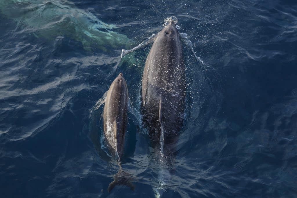 20250625 0K2A4784 | San Diego Whale Watch 17