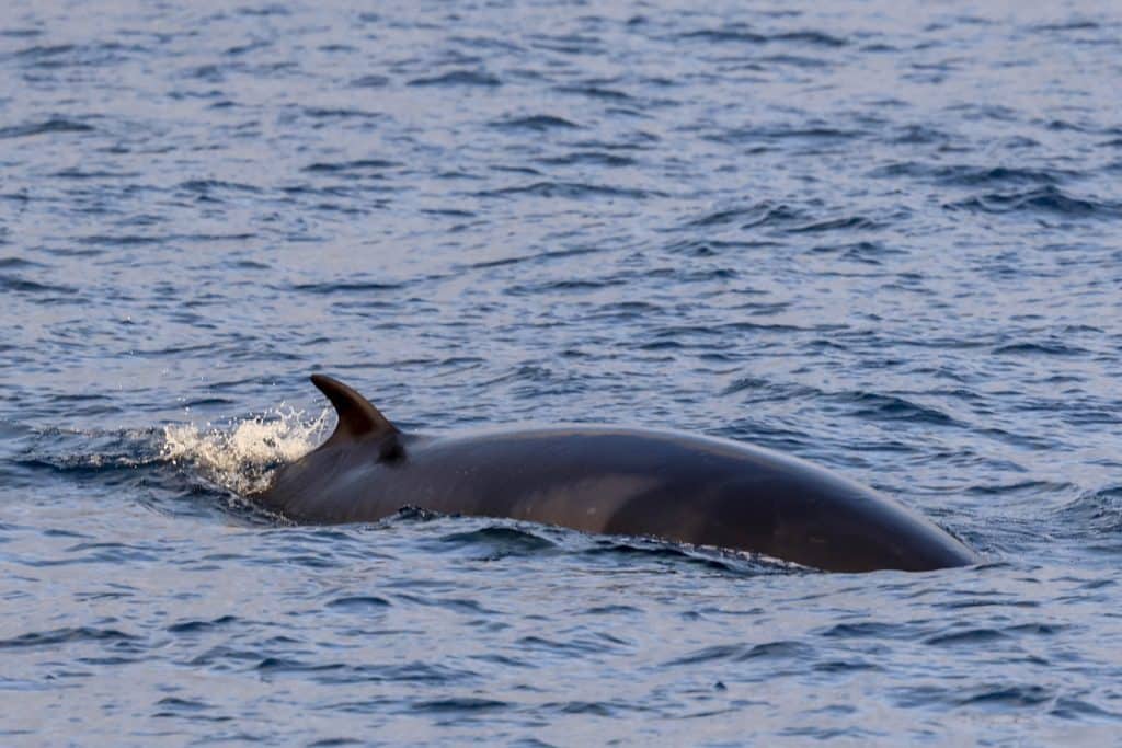 20250625 0K2A5260 1 | San Diego Whale Watch 15