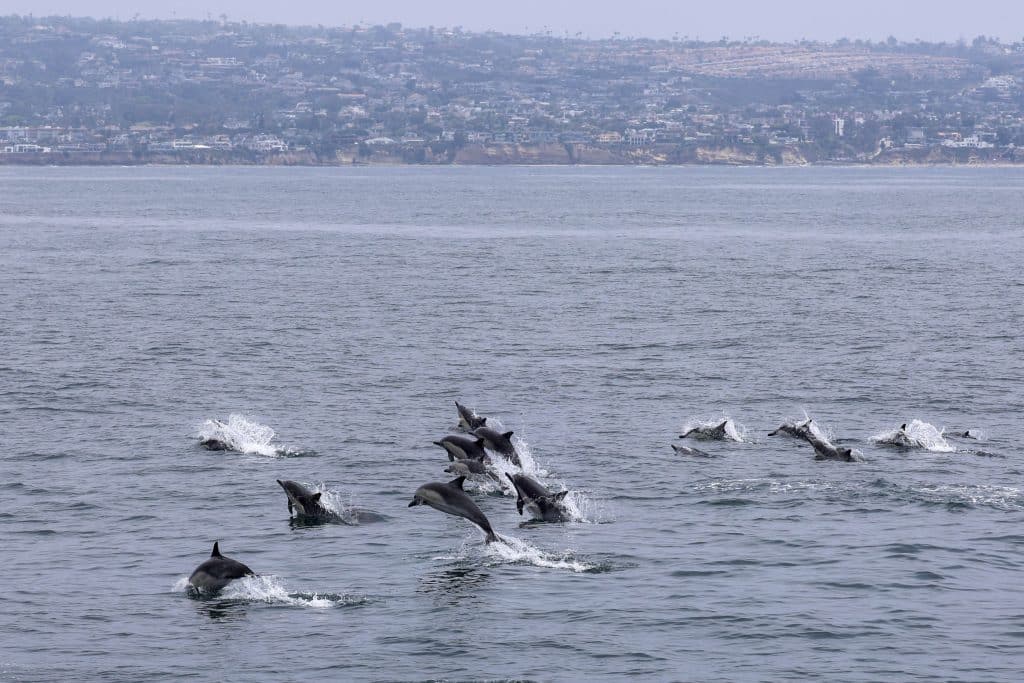 20250626 0K2A5958 | San Diego Whale Watch 19