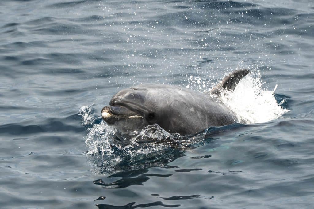 20250626 DSC1157 | San Diego Whale Watch 15
