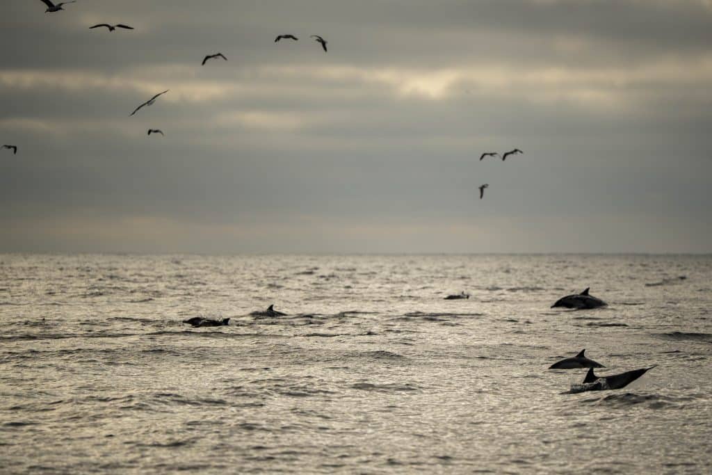 20250626 DSC1299 | San Diego Whale Watch 7