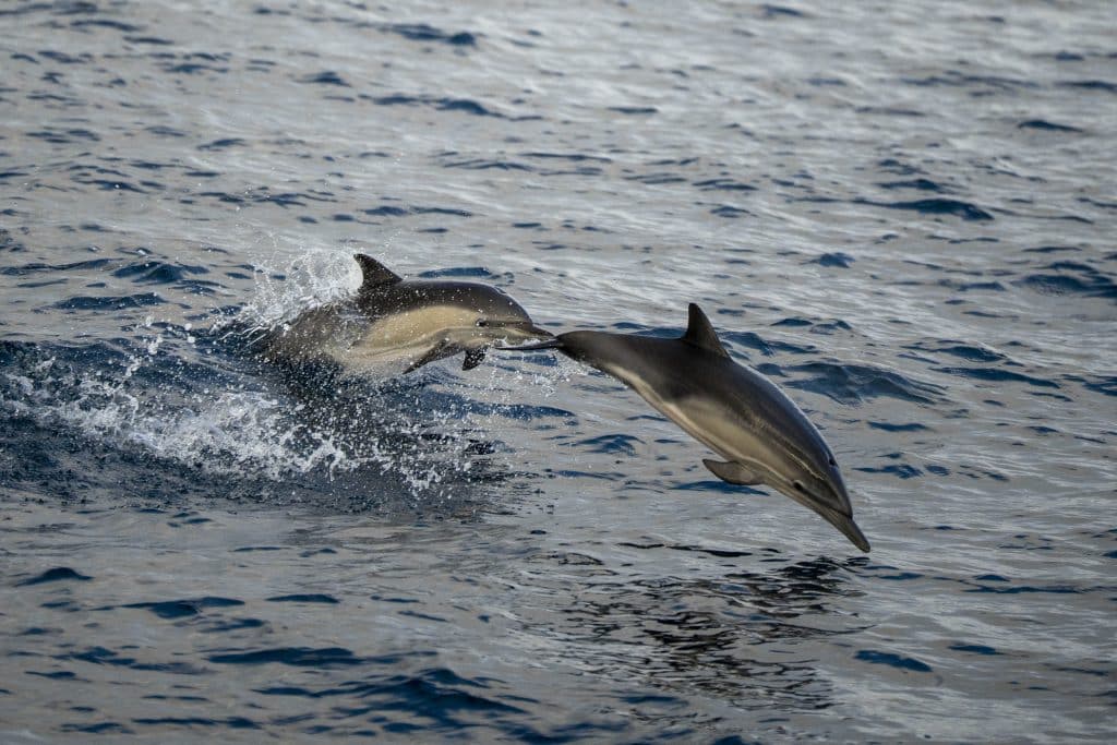 20250626 DSC1319 | San Diego Whale Watch 13