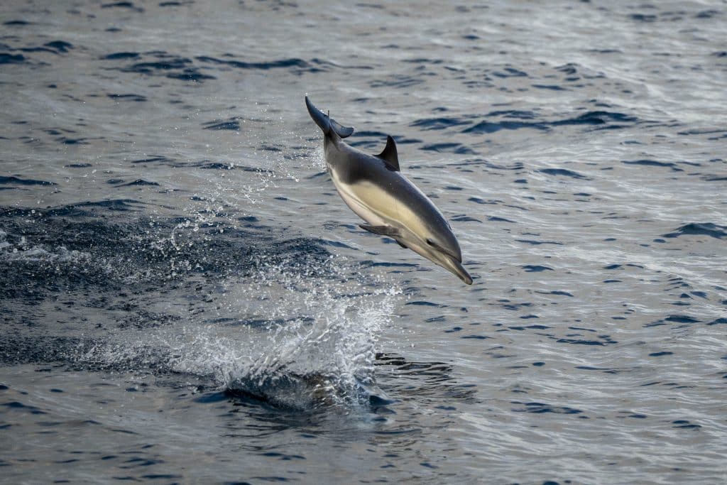 20250626 DSC1328 | San Diego Whale Watch 1