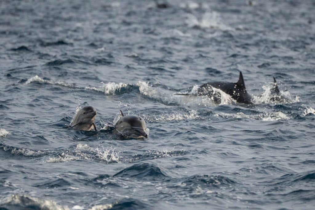 20250626 DSC1344 | San Diego Whale Watch 11