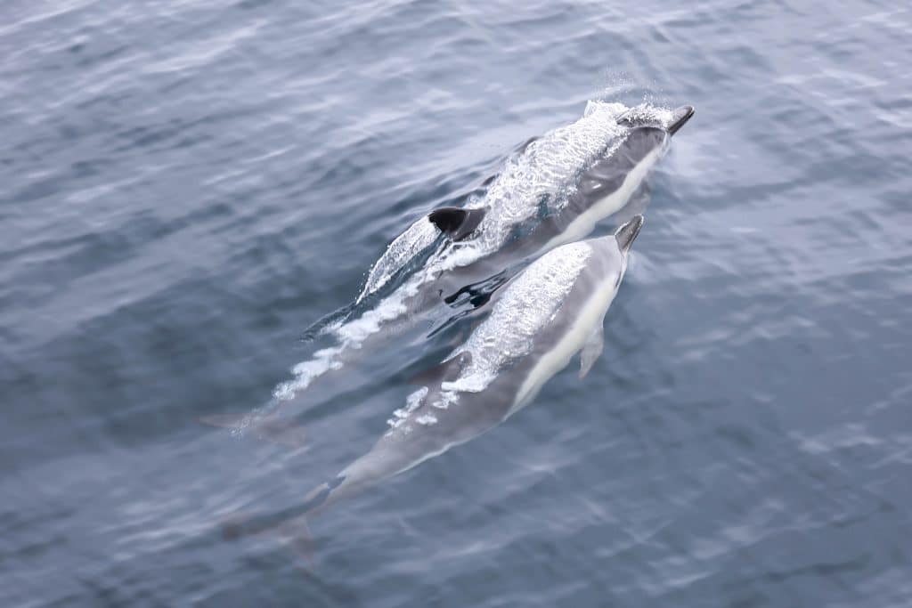 20250628 0K2A0429 | San Diego Whale Watch 27