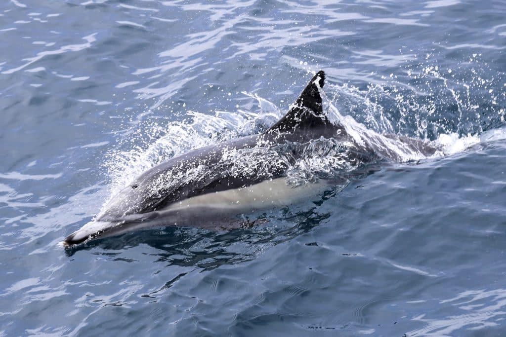 20250628 0K2A0626 | San Diego Whale Watch 29