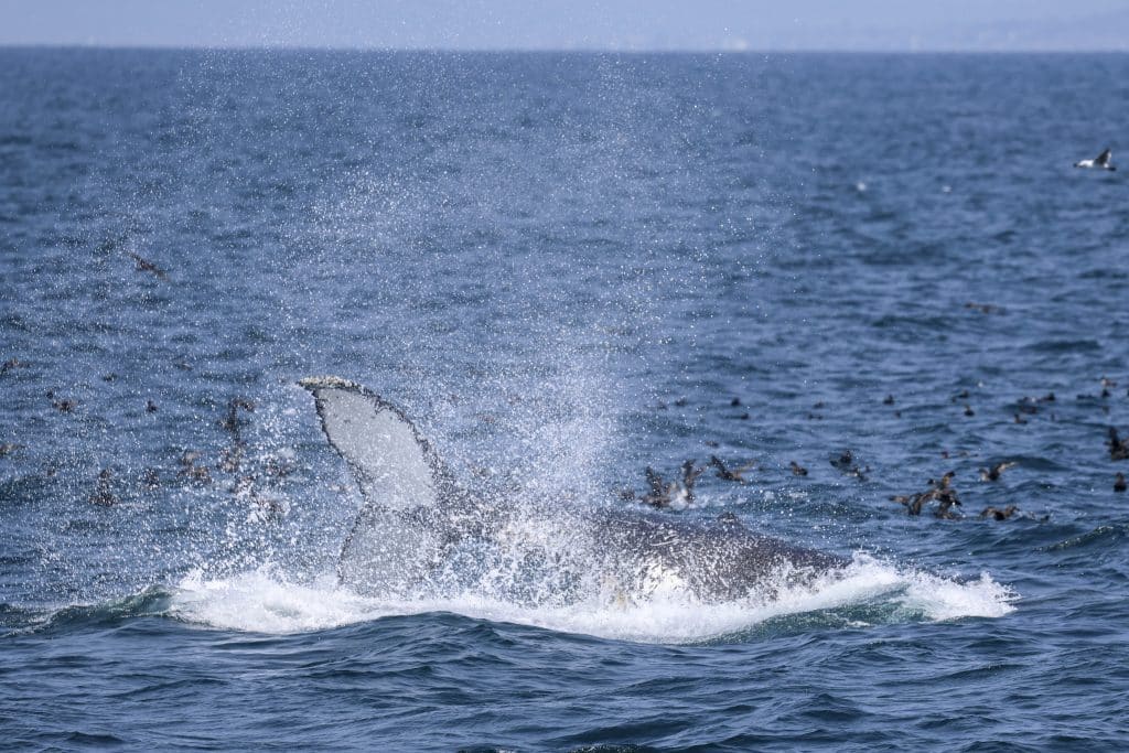 20250628 0K2A1343 | San Diego Whale Watch 25