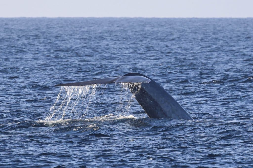 20250628 0K2A1929 | San Diego Whale Watch 21