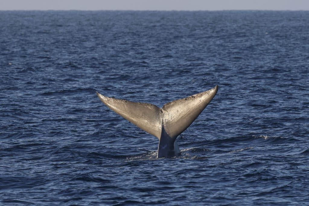 20250628 0K2A1946 | San Diego Whale Watch 19