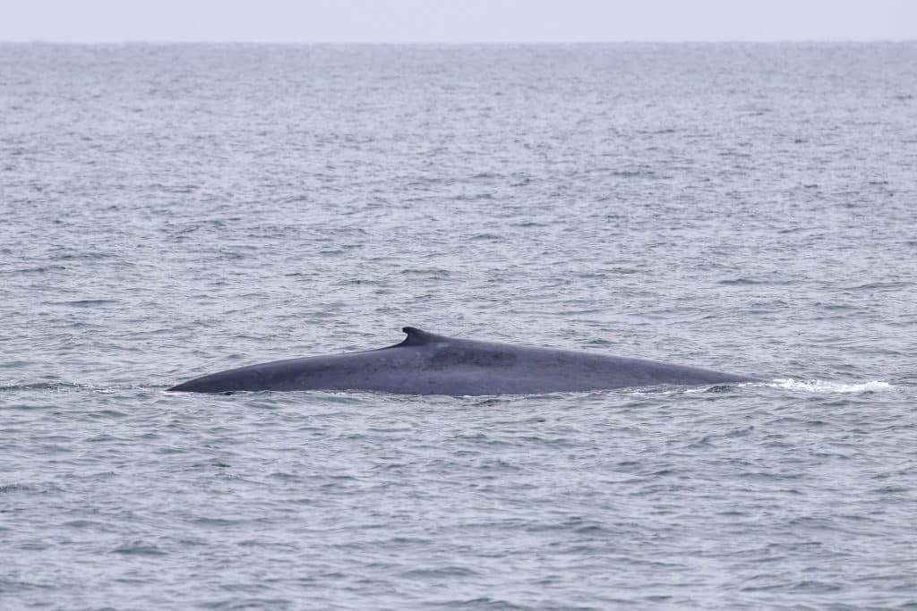 20250629 0K2A2532 | San Diego Whale Watch 17