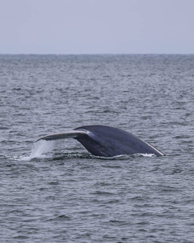 20250629 0K2A2551 | San Diego Whale Watch 15