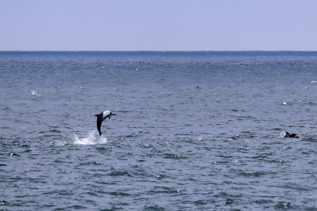 20250629 0K2A2839 | San Diego Whale Watch 13
