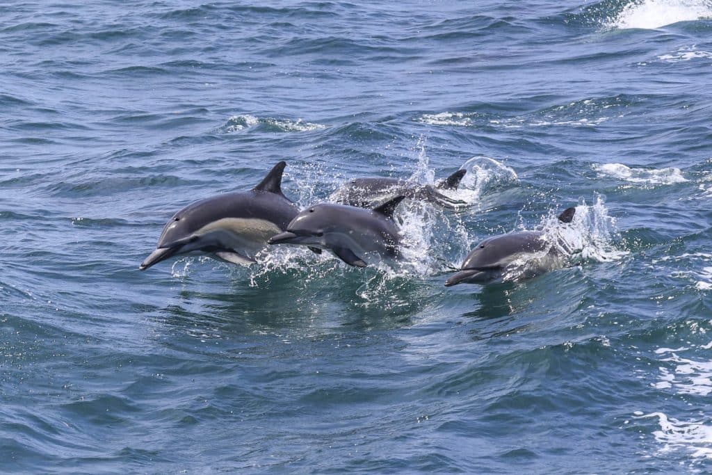 20250629 0K2A3012 | San Diego Whale Watch 11