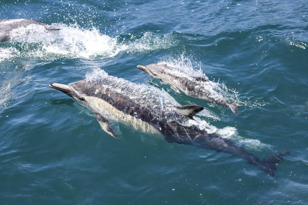 20250629 0K2A3170 | San Diego Whale Watch 9