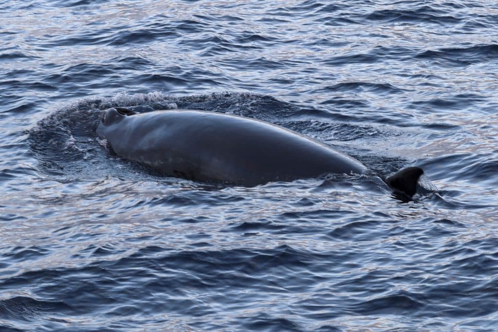 20250629 0K2A3386 | San Diego Whale Watch 7