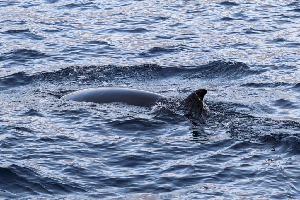 20250629 0K2A3392 | San Diego Whale Watch 5