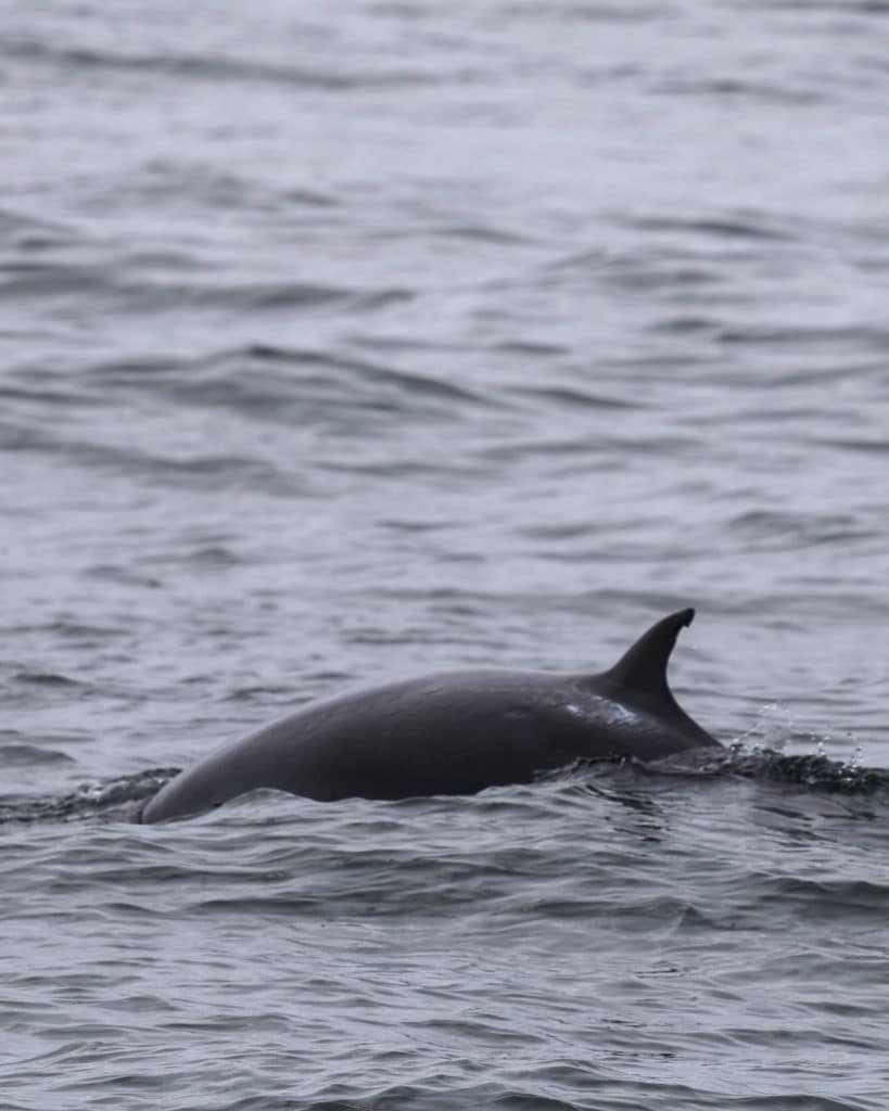 20250630 0K2A3568 | San Diego Whale Watch 29