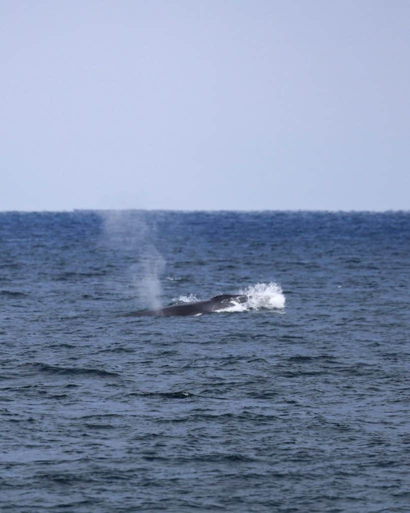 20250630 0K2A4017 | San Diego Whale Watch 25