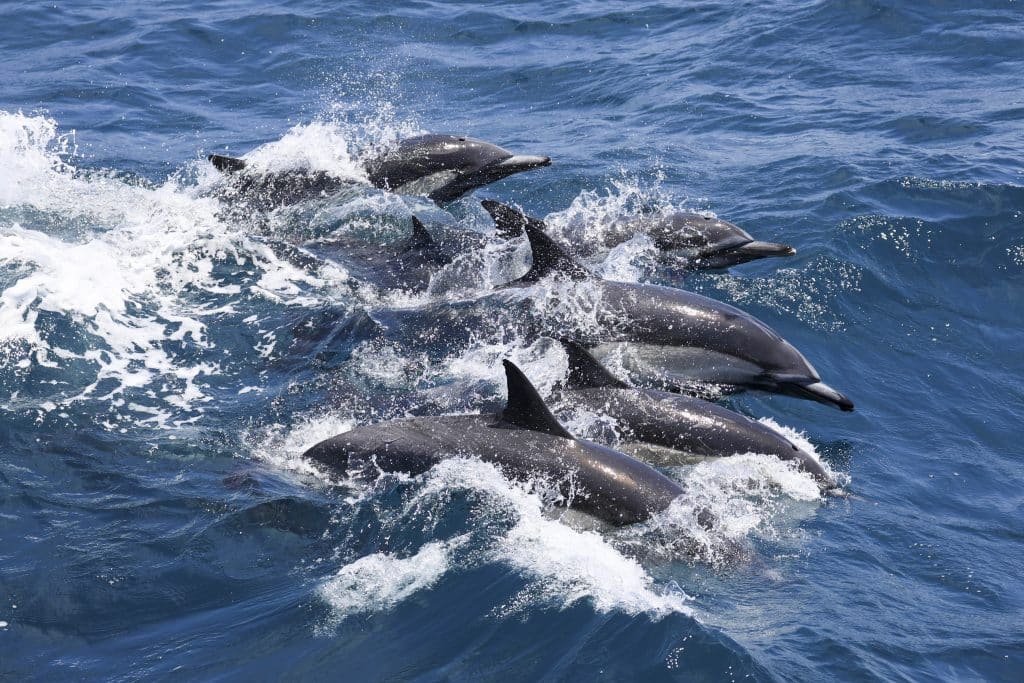 20250630 0K2A4264 | San Diego Whale Watch 27