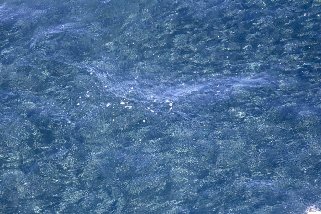 20250630 0K2A4424 | San Diego Whale Watch 23
