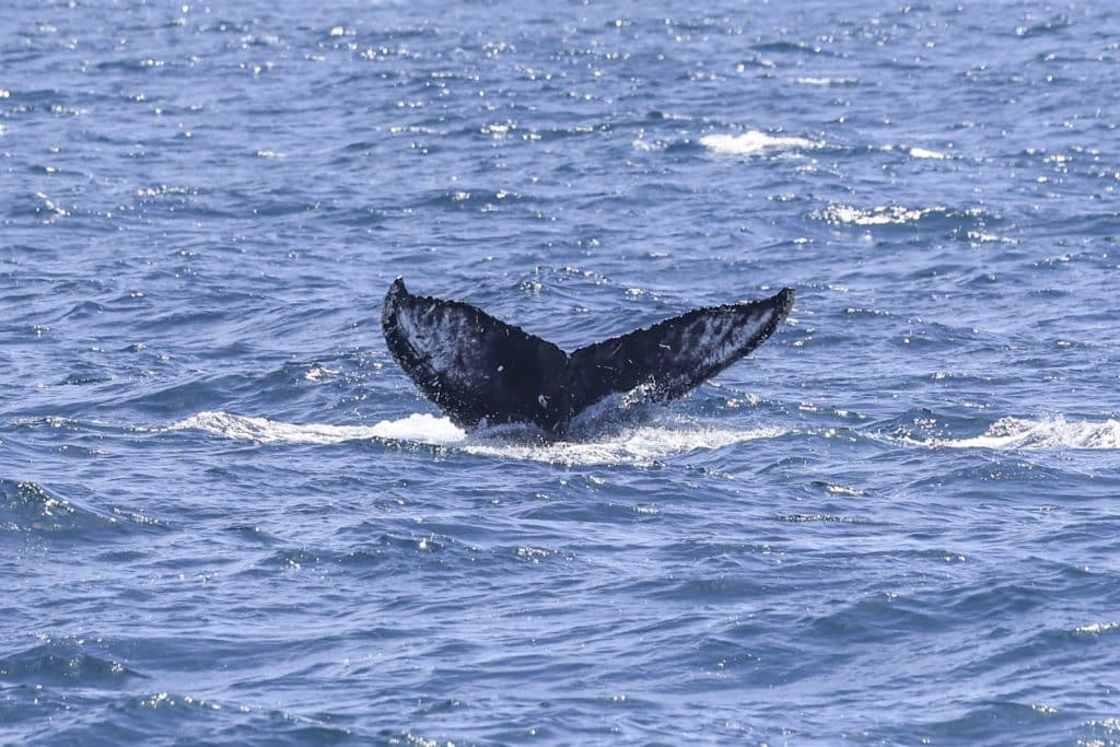 20250630 0K2A4724 | San Diego Whale Watch 21