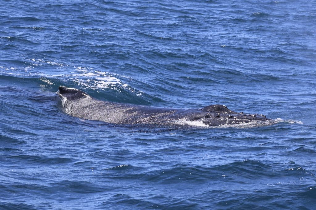 20250630 0K2A5026 | San Diego Whale Watch 19