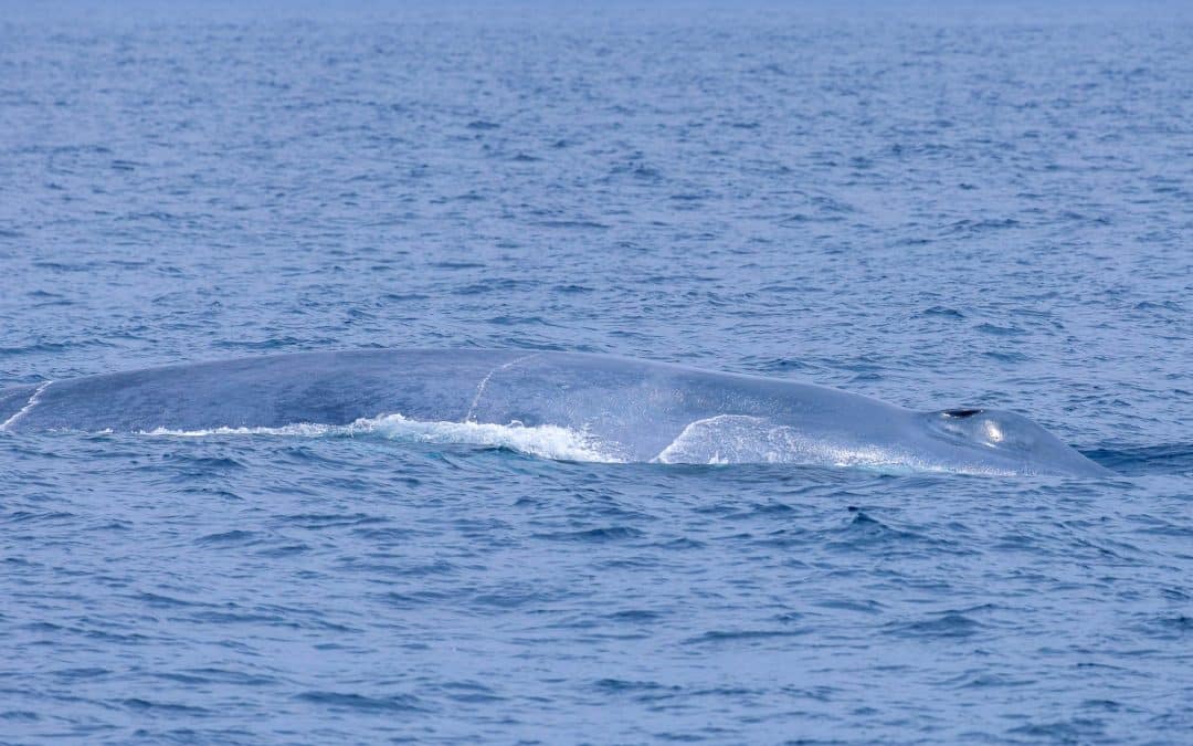 San Diego Whale Watch Announces the First Blue Whale Sighting of the Year