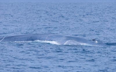 San Diego Whale Watch Announces the First Blue Whale Sighting of the Year