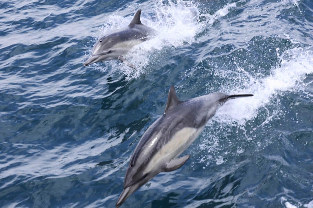 20250702 0K2A6836 | San Diego Whale Watch 23