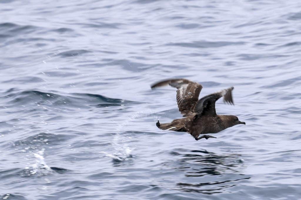 20250702 0K2A7151 | San Diego Whale Watch 19
